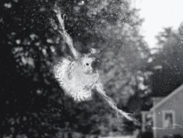 Bird strikes on windows dallas