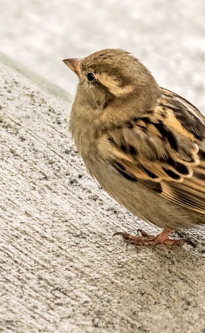 Small sparrow bird sitting on a wooden stairs