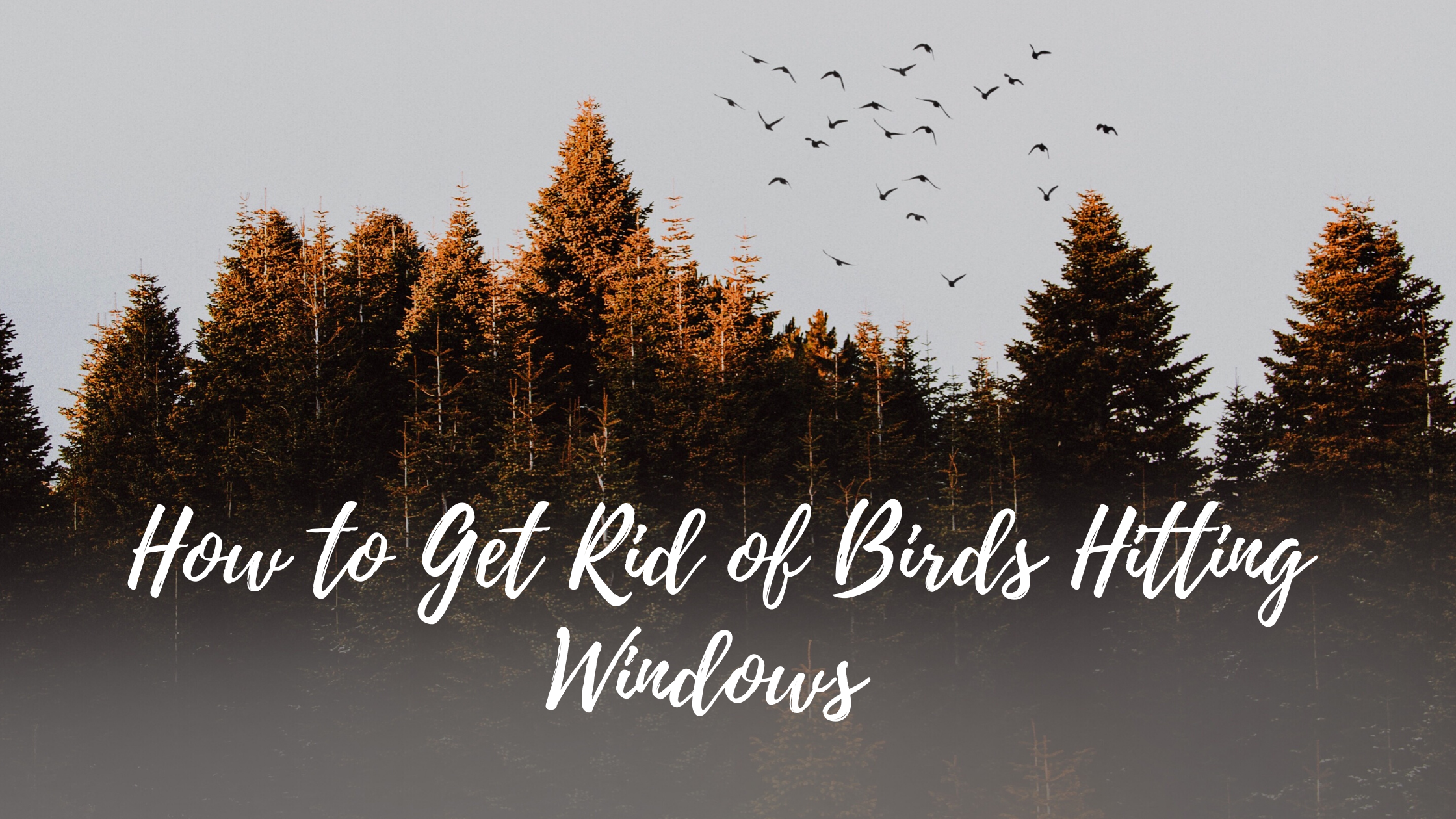 How to Get Rid of Birds Hitting Windows in Colorado Springs