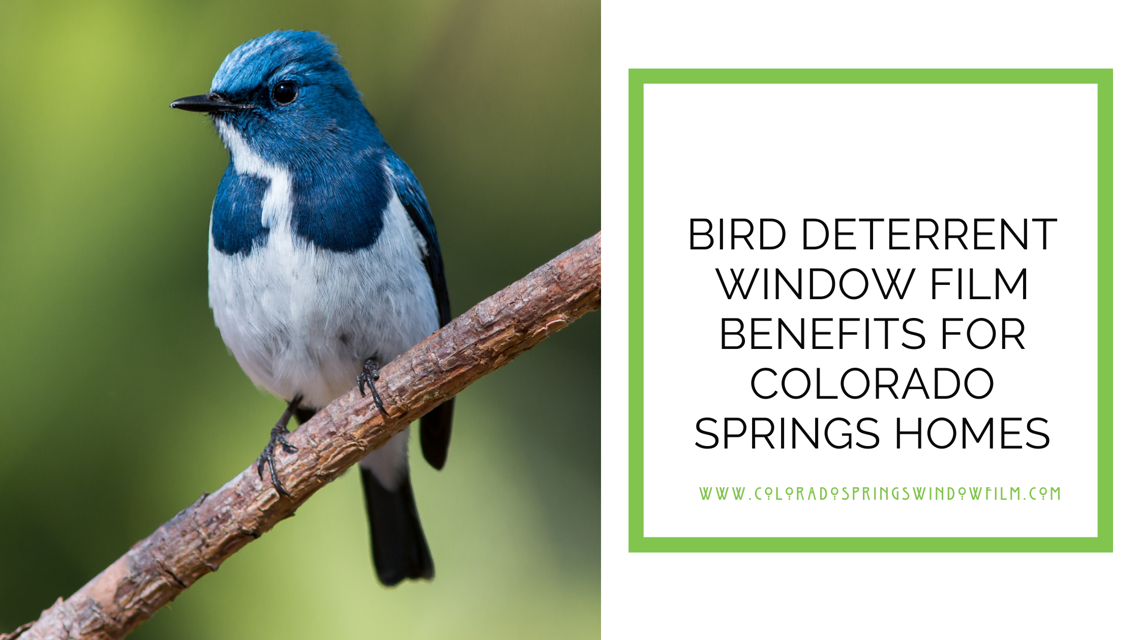 Bird Deterrent Window Film Benefits for Colorado Springs Homes