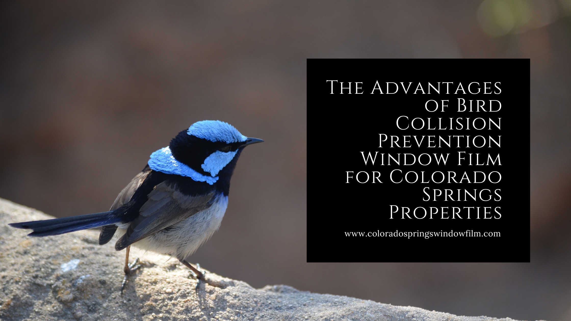 The Advantages of Bird Collision Prevention Window Film for Colorado Springs Properties